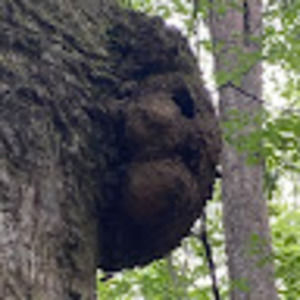 Meet your Posher, Rayleigh